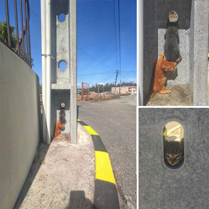 Gumush Banget, 3 Tingkah Hewan Ini Bikin Geleng-Geleng Kepala